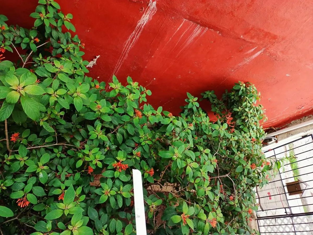 普拉亚卡门Colibri公寓 公寓 普拉亚卡门